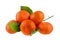 Five tangerines on one branch with green leaves on a white background isolated closeup