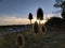 Five teazel seed heads, dipsacus fullonum, against setting sun.