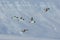 Five thick-billed murre birds Uria lomvia in flight