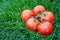 Five tomatoes on a branch on the grass