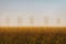 Five trees in the autumn field in the fog