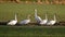 Five Trumpeter Swans in a farmer\'s field