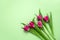 five tulips frame on a soft green background with copy space