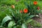 Five tulips with red flowers with orange edge of petal