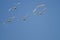 Five Tundra Swans Flying in a Blue Sky