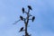 Five Turkey Vultures perched at top of a dead tree; blue sky in background.