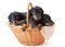 Five two-month black and tan dachshund puppies in basket