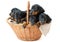 Five two-month black and tan dachshund puppies in basket