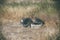 Five used car tires dumped in the grass in an abandoned area Rhodes, Greece