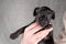 Five week old Jack Russel puppy in brindle color. A woman's hand holding the dog. Selective focus