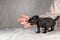 Five week old Jack Russel puppy in brindle color. A woman& x27;s hand pats the dog reassuringly. Selective focus