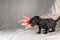 Five week old Jack Russel puppy in brindle color. A woman& x27;s hand pats the dog reassuringly. Selective focus