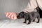 Five week old Jack Russel puppy in brindle color. A woman& x27;s hand pats the dog reassuringly. Selective focus