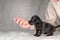 Five week old Jack Russel puppy in brindle color. A woman& x27;s hand pats the dog reassuringly. Selective focus