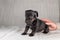 Five week old Jack Russel puppy in brindle color. A woman's hand pats the dog reassuringly. Selective focus