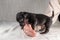 Five week old Jack Russel puppy in brindle color. A woman's hand pats the dog reassuringly. Selective focus