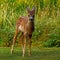 Five weeks young wild Roe deer, Capreolus capreolus