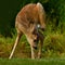 Five weeks young wild Roe deer, Capreolus capreolus