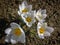Five white crocuses Ard Schenk on a natural background of brown forest land.