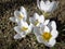 Five white crocuses Ard Schenk on a natural background of brown forest land. Selective focus.