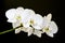 Five white orchids