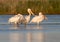 Five white pelicans rest on the water