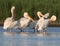 Five white pelicans rest on the water