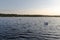 Five white swans in a lake on sunset