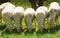 Five white and wooly sheep grazing in a meadow, front view