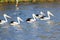 Five wild Pelicans swimming river, Western Australia