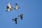 Five Wood Ducks Flying in a Blue Sky