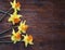 Five yellow daffodils on the wooden brown background