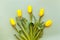 Five yellow tulips lie in a semicircle on a pastel green background