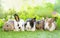 Five young adorable rabbits, baby fluffy rabbits sitting on green grasses