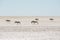 Five zebras at Etosha