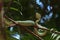 Fiver Borneo on Branch in Borneo Forest