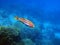 The fivestripe wrasse Thalassoma quinquevittatum, underwater scene into the Red sea, Egypt