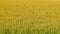 Fixed shot: golden ripe and harvestable rice field; endless rice field