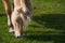 Fjord Horse eating grass