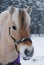 Fjord horse portrait in winter