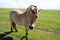 a Fjord horse with two-toned mane on the green meadow on the coast of the North Sea