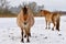 Fjord Horses standing in the snow