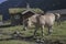 Fjord horses in the village, Herdal\'s Farm, Norway