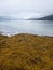 Fjord landscape with seaweed