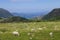 Fjord meadow and sheep 010