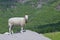 Fjord meadow and sheep 032