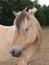 Fjord Pony Headshot