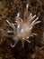 Fjordia lineata. Loch Fyne. Diving, Scotland