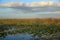 FL Everglades landscape image of sawgrass.