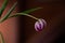 Flabby pink tulips on black background horizontal photo with copyspace. concept of fragility and rapid death of flowers